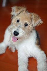 フォックス・テリア