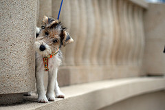 フォックス・テリア