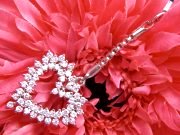 CZ�@�L���[�r�b�N�W���R�j�A�@�g�уX�g���b�v�@�n�[�g�@