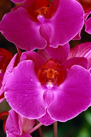 ���r�[�@�y���_���g