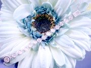 CZ�@�L���[�r�b�N�W���R�j�A�@�����O�E�y���_���g