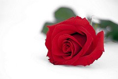 シンクのバラ イメージ